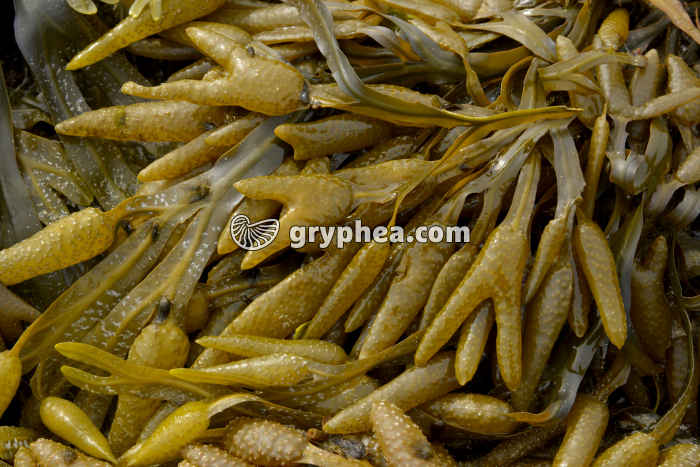 Fucus et ses organes reproducteurs - gryphea.org